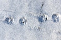 Камчатский волк